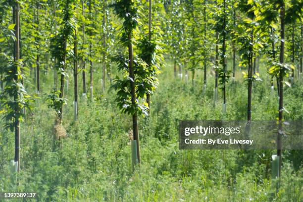 overgrown tree nursery - jong boompje stockfoto's en -beelden