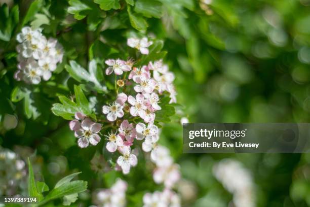 hawthorn blossom - hawthorn stock pictures, royalty-free photos & images