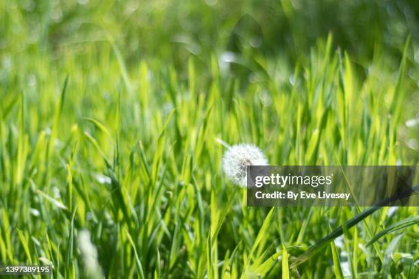 dandelion flower seeds - single flower in field stock pictures, royalty-free photos & images
