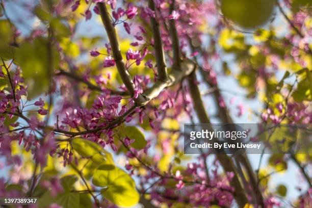 cercis siliquastrum blossom - árvore de judas - fotografias e filmes do acervo