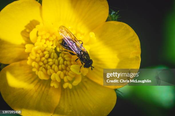 hover fly on a yellow wild flower - bouton d'or photos et images de collection