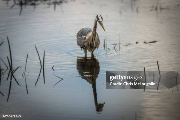 heron - bird fishing - gray heron stock-fotos und bilder