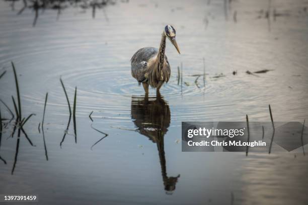 heron - bird fishing - gray heron stock pictures, royalty-free photos & images