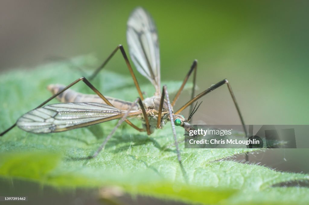 Crane fly