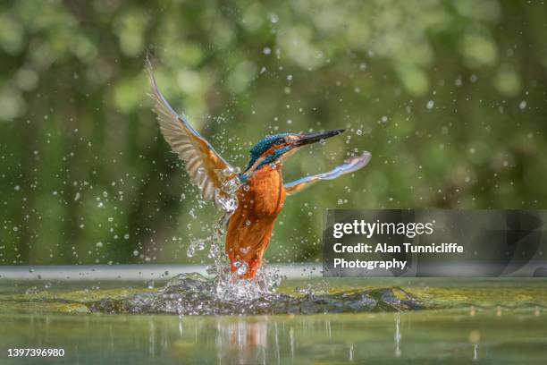 kingfisher diving - water bird photos et images de collection