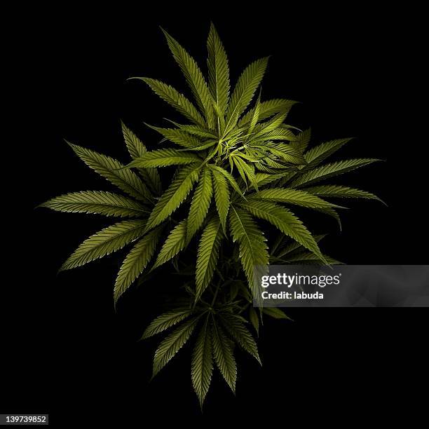 before the high... - marijuana leaf stockfoto's en -beelden