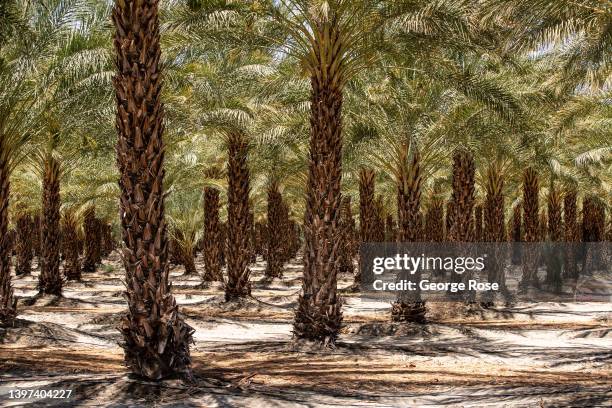 Commercial date palm grove, located near Highway 86, is viewed on May 10, 2022 in Thermal, California. The Coachella Valley, located along Interstate...