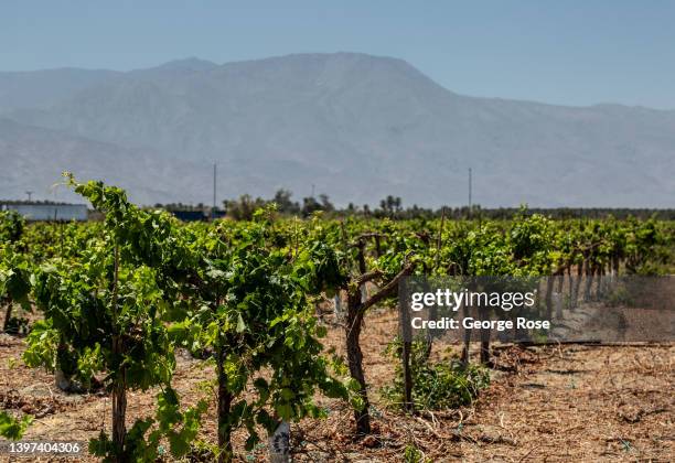 Table grapevines, slated to be pulled out of the ground to make room for future development, are viewed on May 10, 2022 in Mecca, California. The...