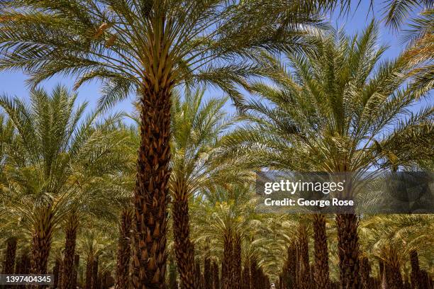 Commercial date palm grove, located near Highway 86, is viewed on May 10, 2022 in Thermal, California. The Coachella Valley, located along Interstate...