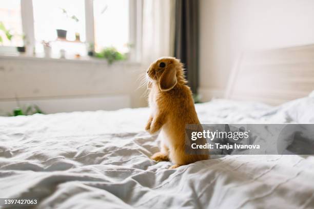 cute pet dwarf rabbit sitting at home on the bed - rabbit fotografías e imágenes de stock