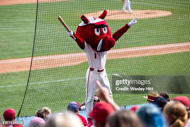 Ribby The Razorback of the Arkansas Razorbacks performs during the third and final game of a series against the Vanderbilt Commodores at Baum-Walker...