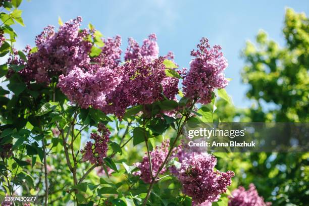 purple and pink lilac flowers and green leaves against blue sky in sunny day, garden plants - purple lilac stock pictures, royalty-free photos & images