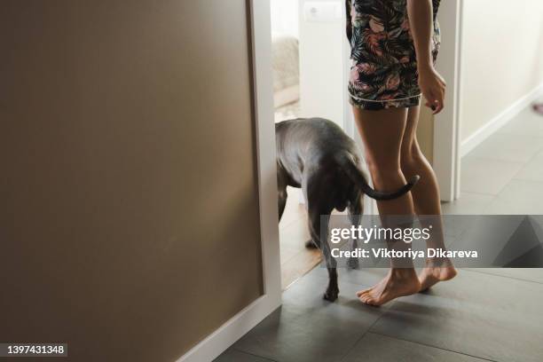 staffordshire bull terrier - staffordshire bull terrier stock pictures, royalty-free photos & images