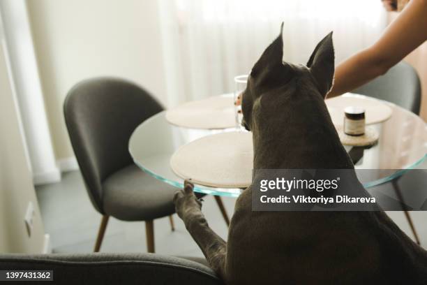dog stealing food from the table - dog stealing food stock pictures, royalty-free photos & images