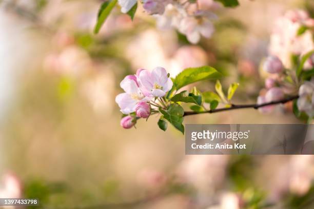.apple blossom - apple blossoms bildbanksfoton och bilder