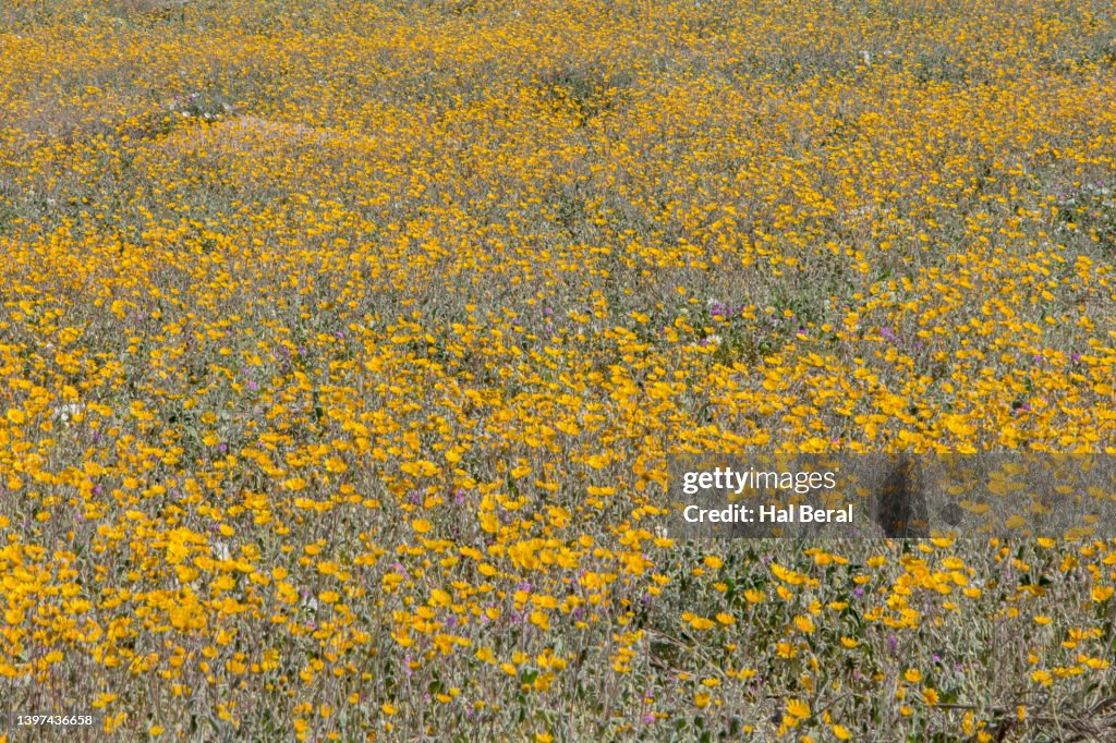 Dune Marigolds cover the desert floor