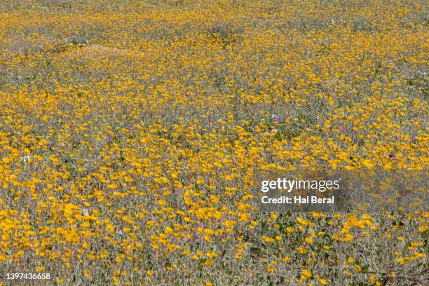 dune marigolds cover the desert floor - desert marigold stock pictures, royalty-free photos & images
