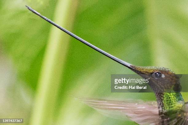 sword-billed hummingbird male flying close-up - colibrí de pico espada fotografías e imágenes de stock