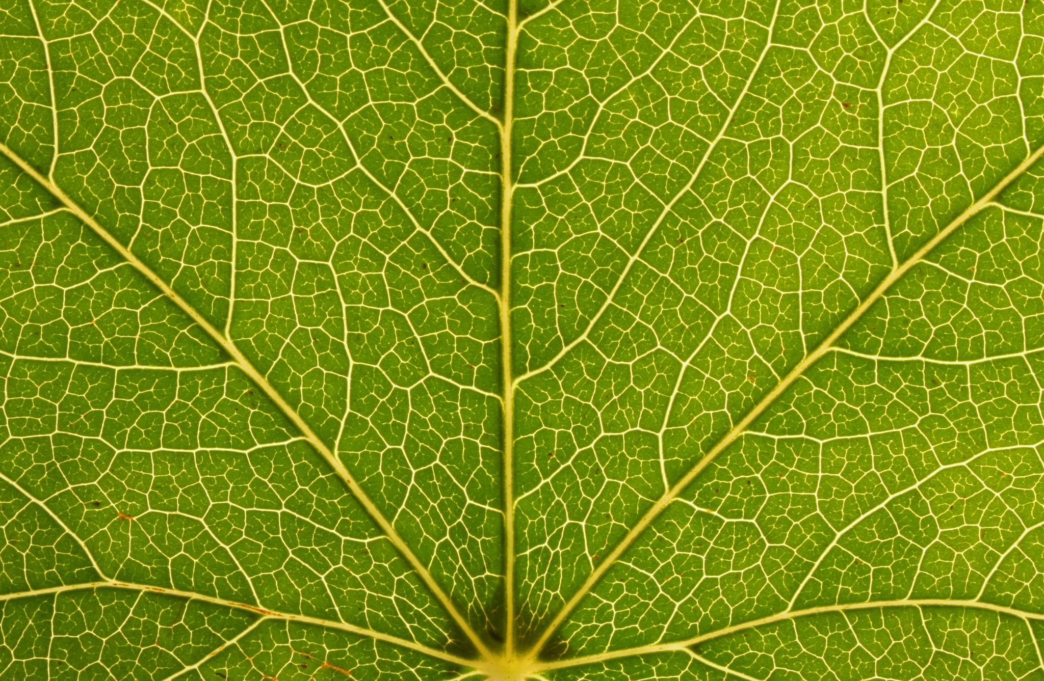 nature connection