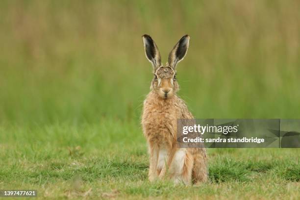 a beautiful brown hare, lepus europaeus, feeding in a field in the uk. - brown hare stockfoto's en -beelden