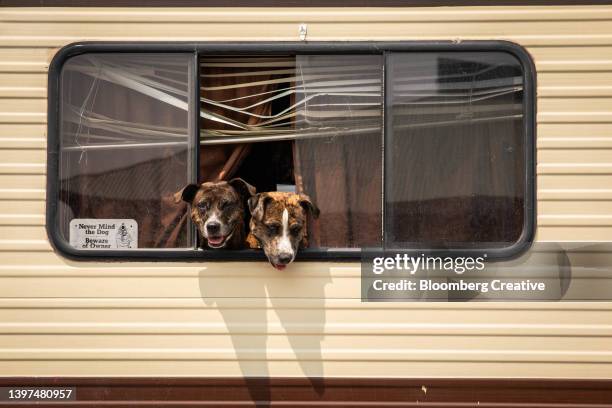 dogs looking out of a window - トレーラハウス ストックフォトと画像