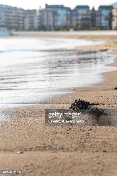 seaweed on beach shore - paisaje escénico stock-fotos und bilder