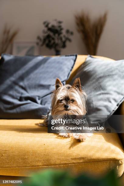 small yorkshire terrier sitting on sofa in living room at home. - coussin photos et images de collection