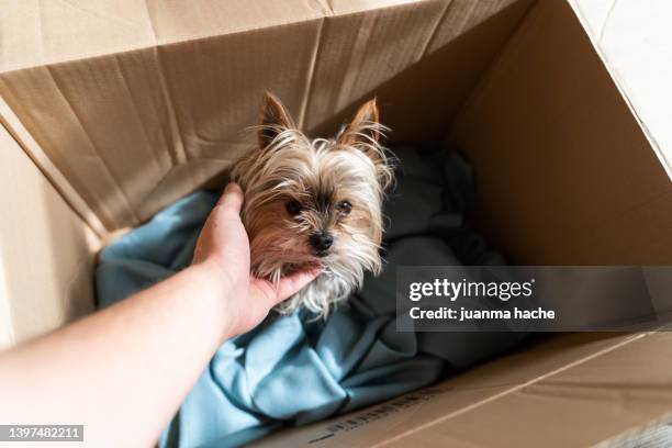 yorkshire terrier abandoned inside a cardboard box being petted by a person. - terrier stock pictures, royalty-free photos & images