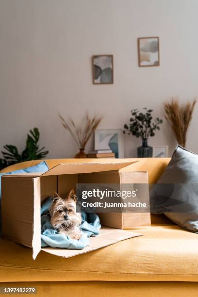 yorkshire terrier in a cardboard box delivered as a birthday present. - yorkshire terrier playing stock pictures, royalty-free photos & images