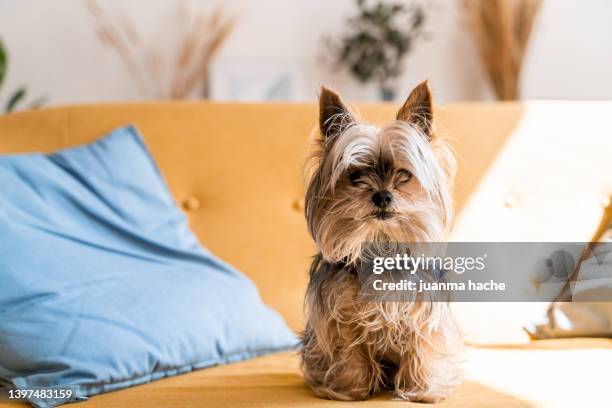 beautiful yorshire terrier on living room sofa posing for the camera. - toy dog fotografías e imágenes de stock