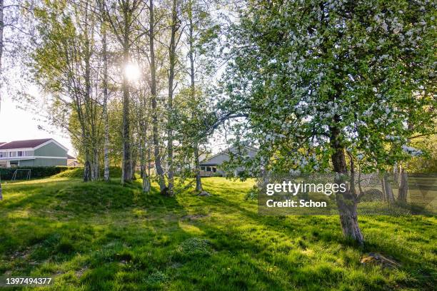 evening sun in a park in an urban environment in the spring - vaxjo 個照片及圖片檔