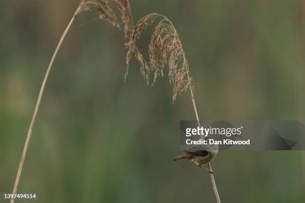 Sedge warbler carries food to a nest in reeds on May 16, 2022 in Rainham, United Kingdom.