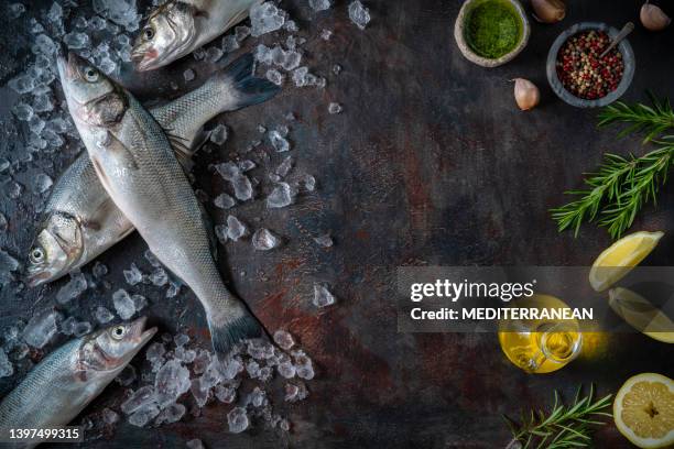 pescados crudos robalo grupo marisco fresco sobre fondo gris oscuro y hielo - clave baja fotografías e imágenes de stock