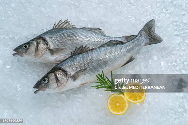 pescado crudo sin lubina robalo marisco fresco dos pescados sobre hielo con limón y romero copia espacio - lubina fotografías e imágenes de stock