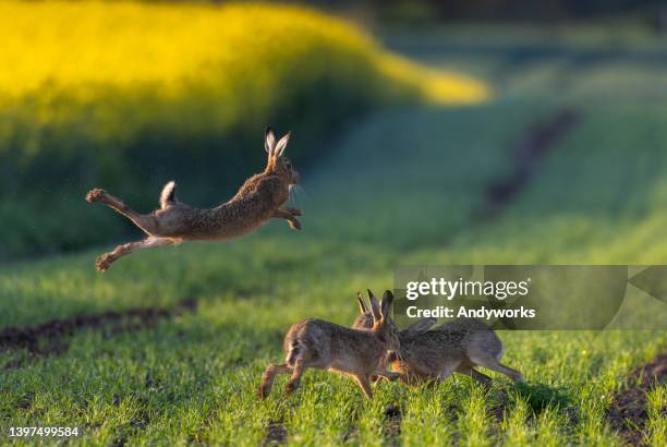 liebres marrones saltarinas - lagomorfos fotografías e imágenes de stock