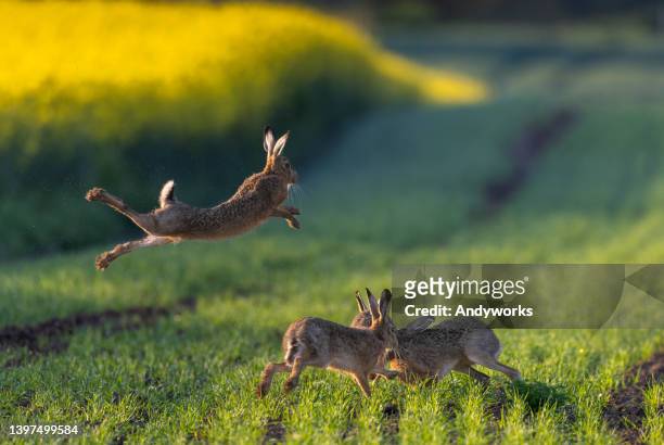 jumping brown hares - animals in the wild stock pictures, royalty-free photos & images