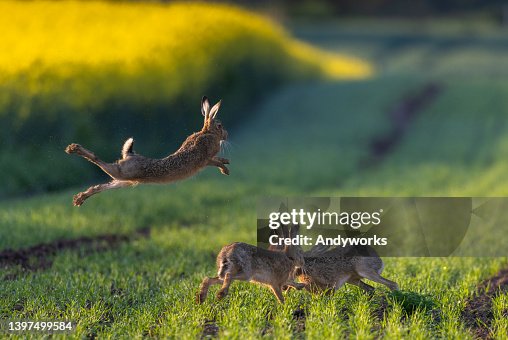 Jumping brown hares Jumping brown hares
