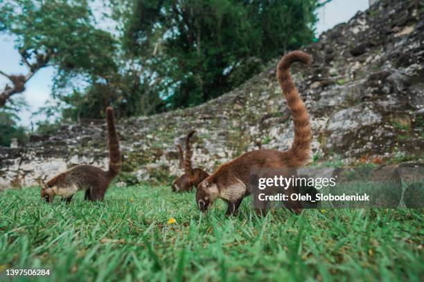 coati in der nähe von tikal maya pyramiden - coati stock-fotos und bilder