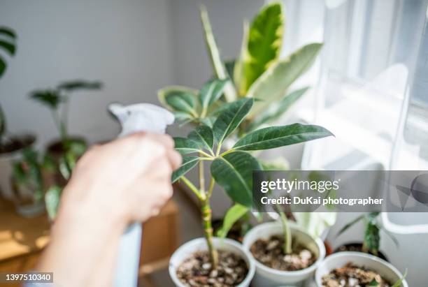 man watering a houseplant. - spray on hand stock pictures, royalty-free photos & images