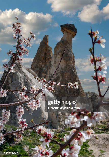 cappadocia region in spring, nevsehir province in central anatolia of turkey - nevşehir province 個照片及圖片檔