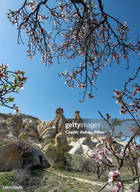 cappadocia region in spring, nevsehir province in central anatolia of turkey - nevşehir province 個照片及圖片檔