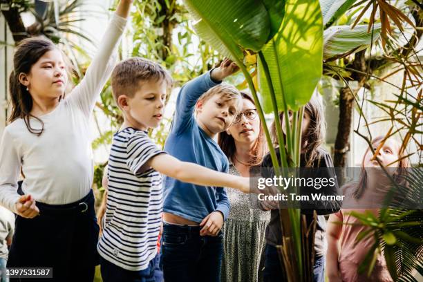 group of children looking at exotic plant during school trip - school teacher blue stock-fotos und bilder