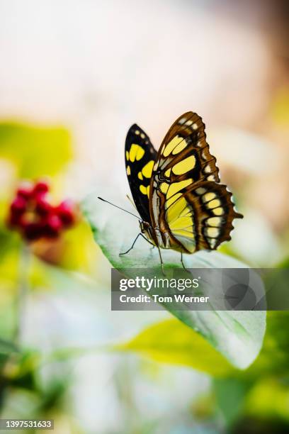 close up of butterfly resting on leaf - butterfly effect stock pictures, royalty-free photos & images