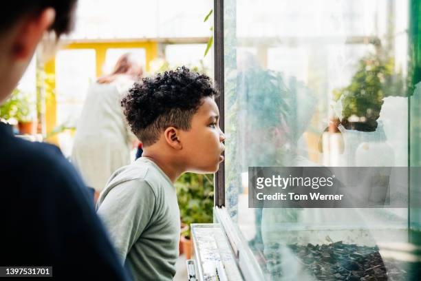 young boy looking at display in botanic gardens - alleen jongens stockfoto's en -beelden