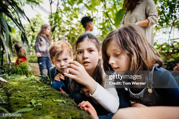 three school children looking carefully at moss in botanic gardens - botanical garden stockfoto's en -beelden