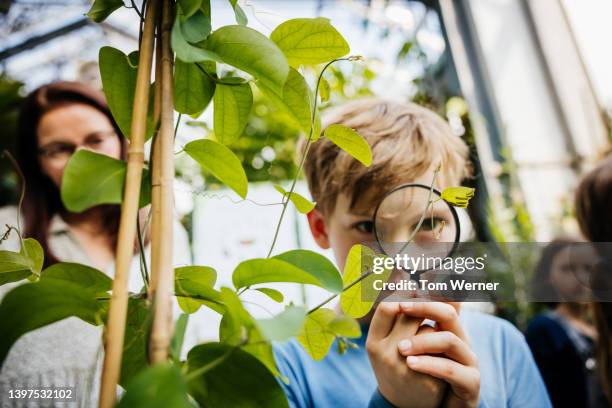 young boy carefully looking at flower using magnifying glass - child magnifying glass stock-fotos und bilder