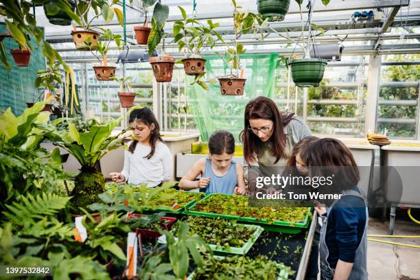 teacher showing young students seedlings in garden centre nursery - 8 muses stock pictures, royalty-free photos & images