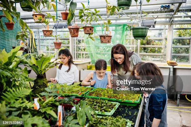 teacher showing young students seedlings in garden centre nursery - garden centre bildbanksfoton och bilder