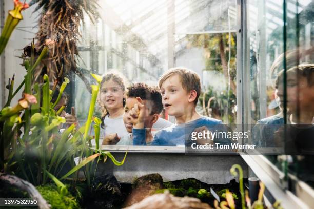 young children looking at exotic carnivorous plants on display in botanic gardens - bambino curioso foto e immagini stock