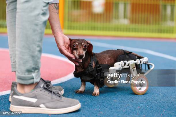 disabled chocolate dachshund dog walking with wheelchair on playground - ausrüstung für tiere stock-fotos und bilder